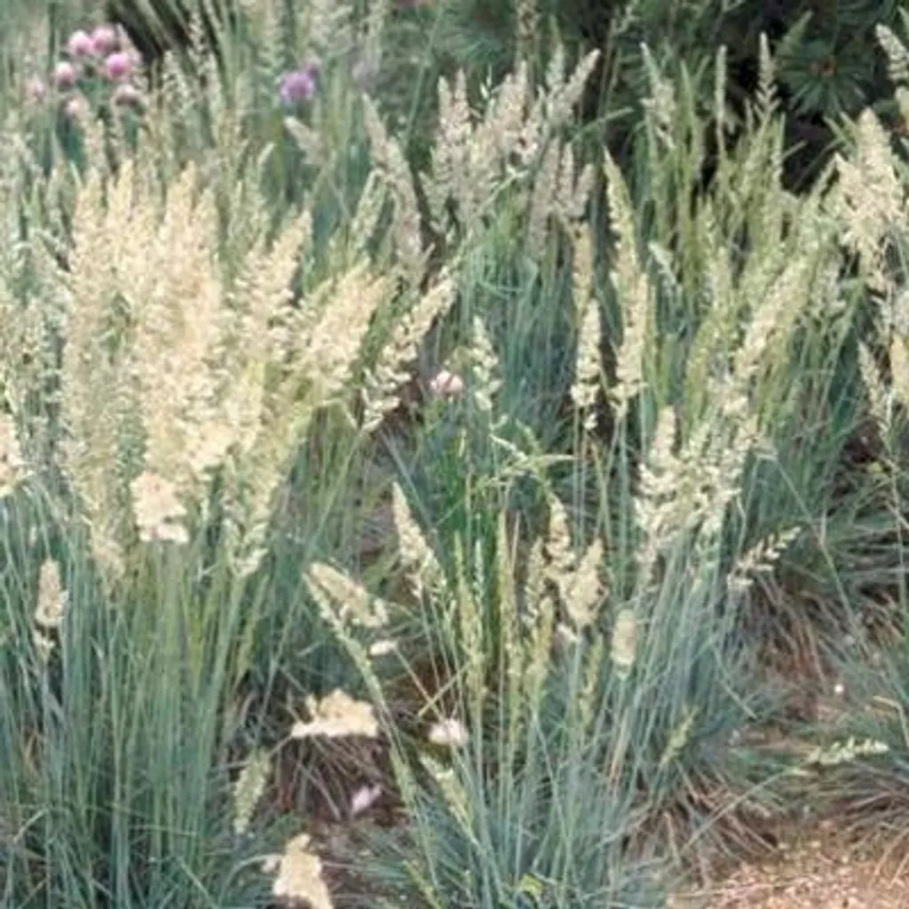 Herbe de l'iris Koeleria glauca pour bordure et rocaille lot de 6 pots 9cm