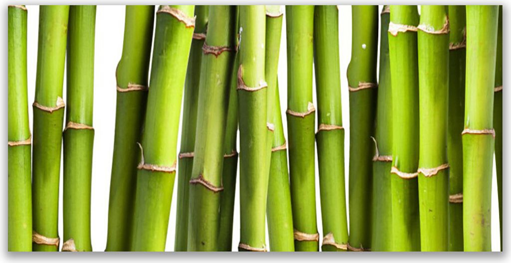 Glasbilder 140x70 Wandbild Druck auf Glas Bambusrohre Pflanzen