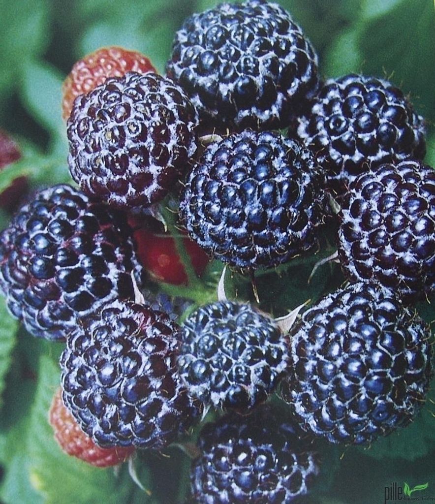 3er Set Himbeere schwarz Black Jewel Himbeeren Pflanzen süß Produktbild 