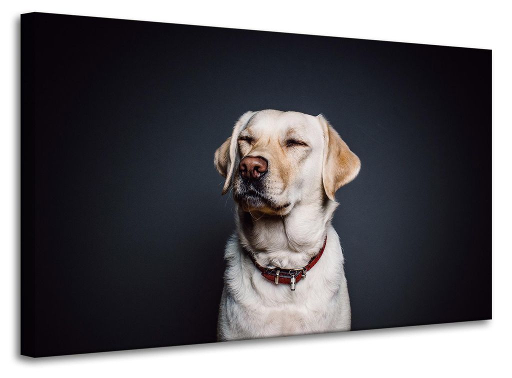 Leinwanddruck Tiere Hund Schwarzer Hintergrund 100x60