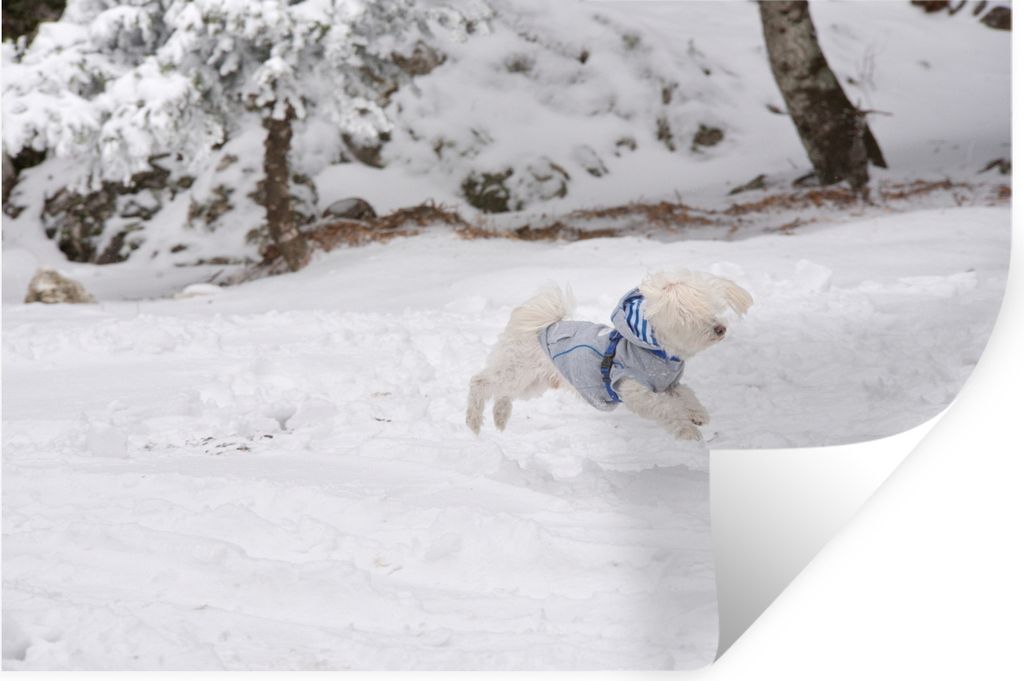 MuchoWow Wandtattoo Wandsticker Wandaufkleber Malteser Hund springt in den Schnee 120x80 cm Selbstklebend und Repositionierbar - Selbstklebend - ...