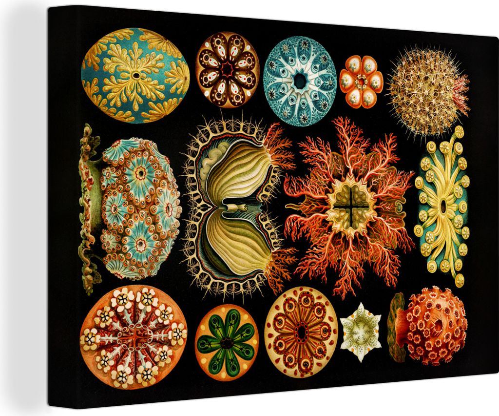 OneMillionCanvasses - Leinwandbilder - 140x90 cm, Vintage - Ernst Haeckel - Meerestier - Natur - Meer - Kunst, Wandbilder Kunstdruck Wanddekorati...