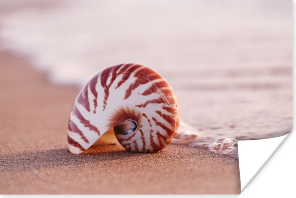 MuchoWow Poster Muschel - Strand - Meer - Sand 60x40 cm - Schlafzimmerdekoration