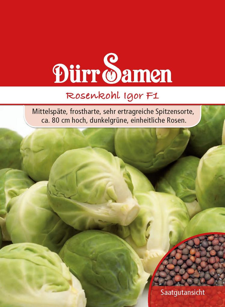 Rosenkohl Igor F1 | Rosenkohlsamen von Dürr Samen Produktbild 