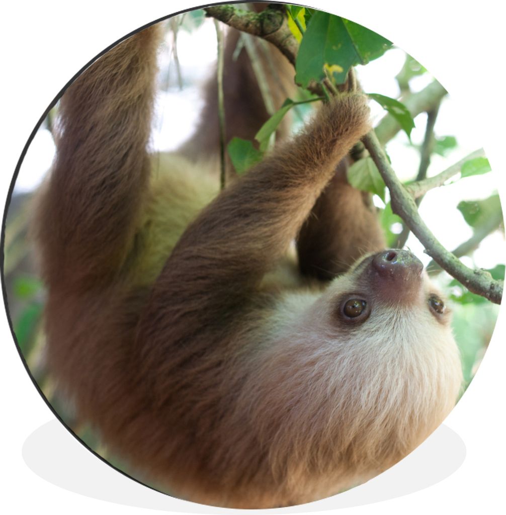 MuchoWow Aluminium Wandkreis Babyfaultier im Regenwald von Costa Rica Ø 90 cm Wanddeko Modern Wohnzimmer - Mauerkreis - Wandbilder - Runde Bild ...