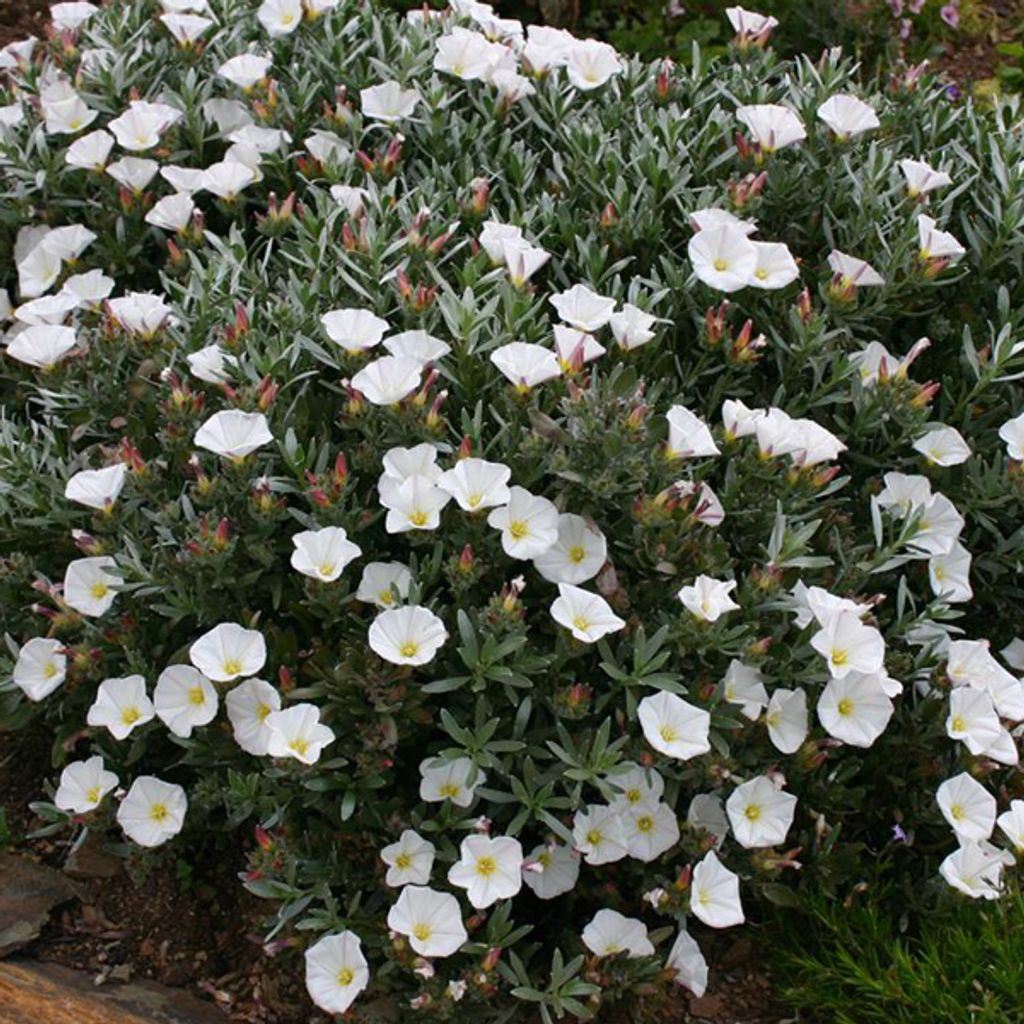 2 x Silberwinde - Convolvulus cneorum | 25-30 cm in Container