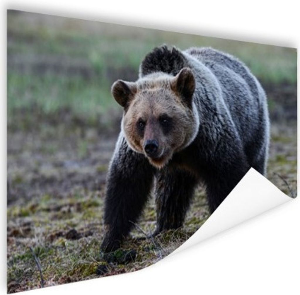 MuchoWow Poster Bär Fotodruck 90x60 cm - Schlafzimmer