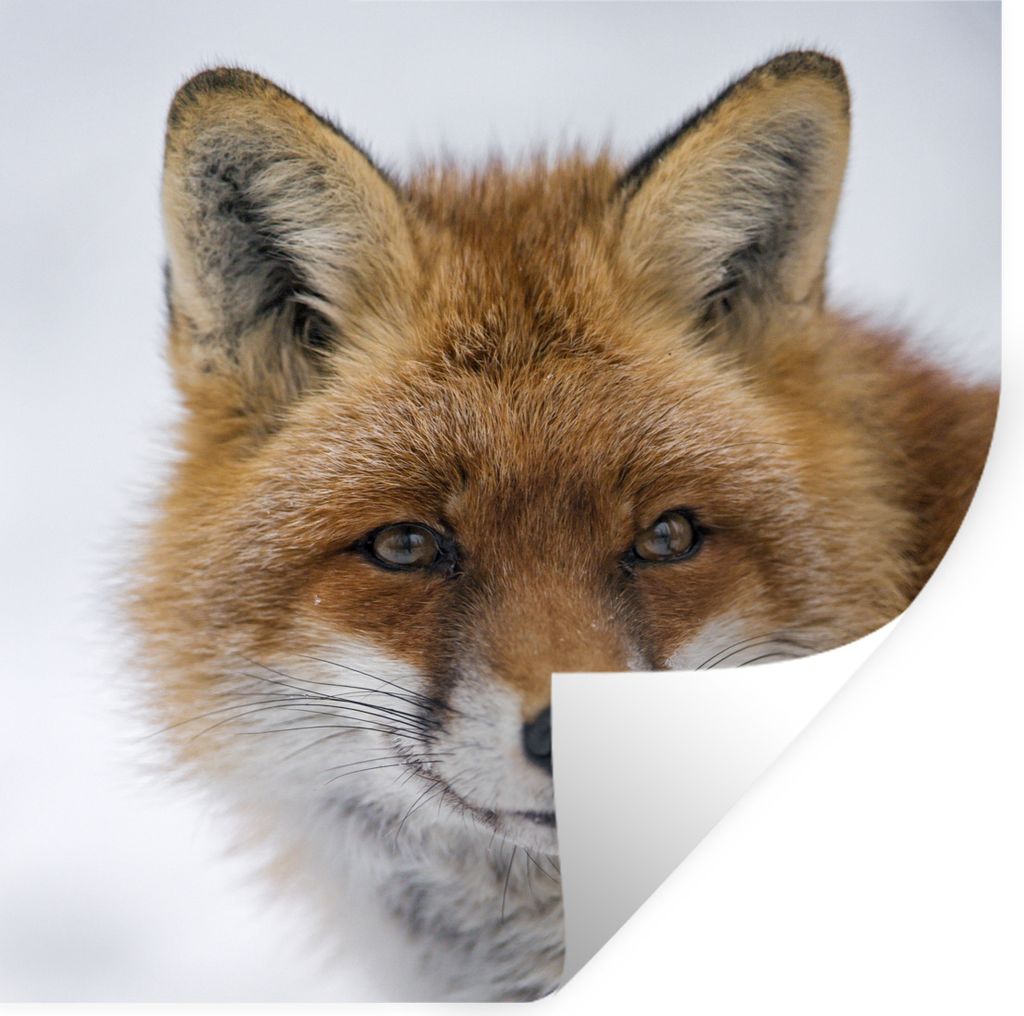 MuchoWow Wandtattoo Wandsticker Wandaufkleber Fuchs - Porträt - Schnee 50x50 cm Selbstklebend und Repositionierbar - Selbstklebend - Fototapeten