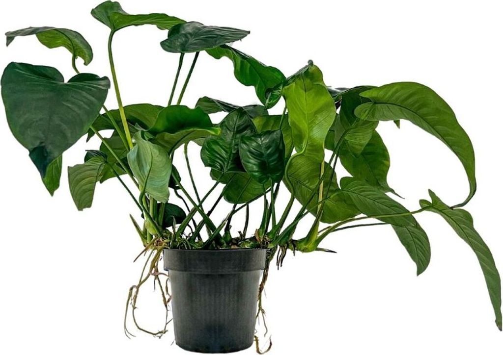 Mutterpflanze Aquarium Pflanze Anubias barteri XL AquaOne Produktbild 
