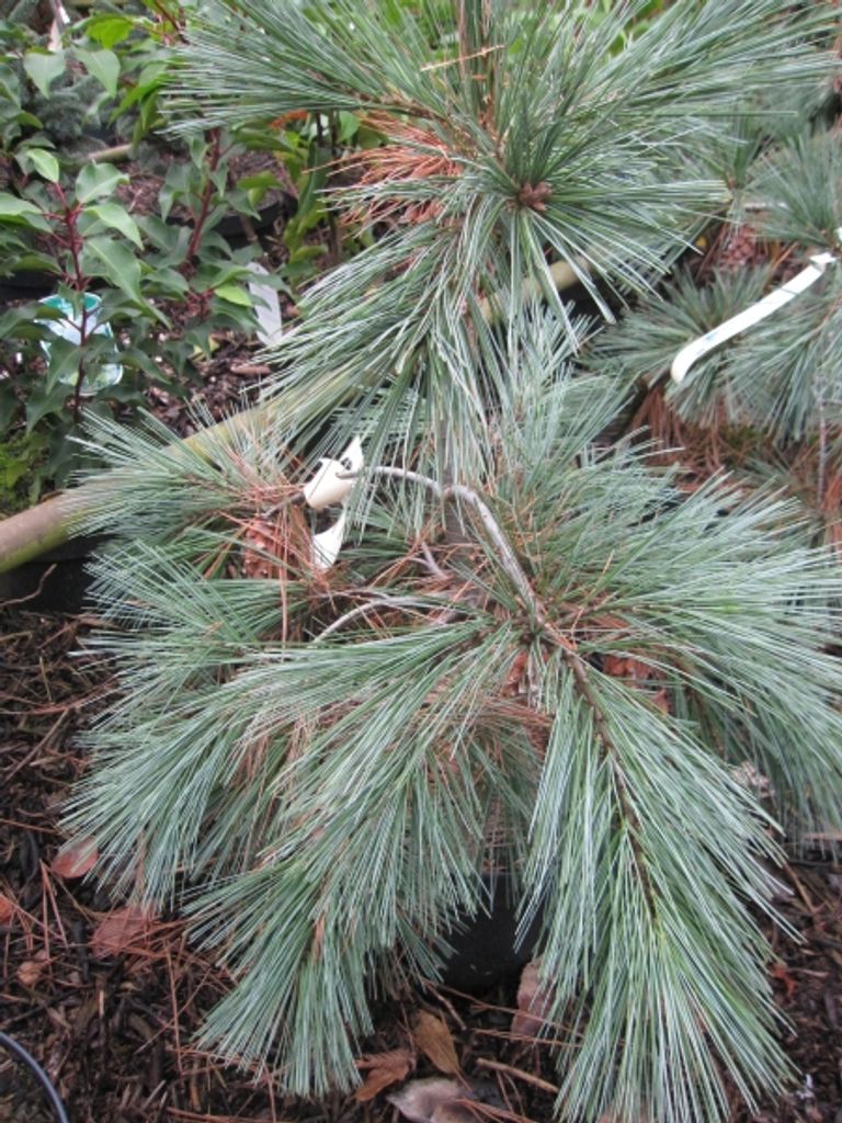 Östliche Weißkiefer Shaggy Dog - Pinus strobus Shaggy Dog 30-40