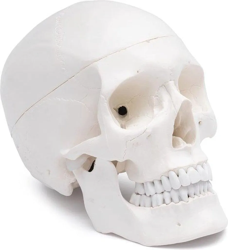 Modèle de crâne anatomique grandeur nature articulé pour étude médicale