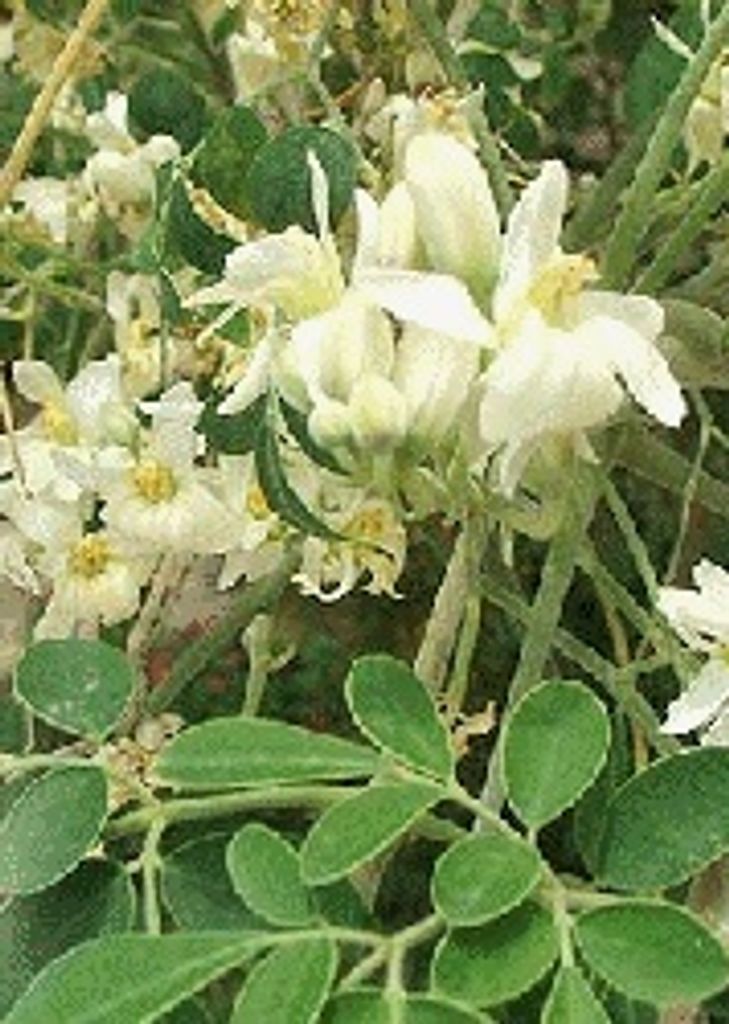 Moringa Produktbild 