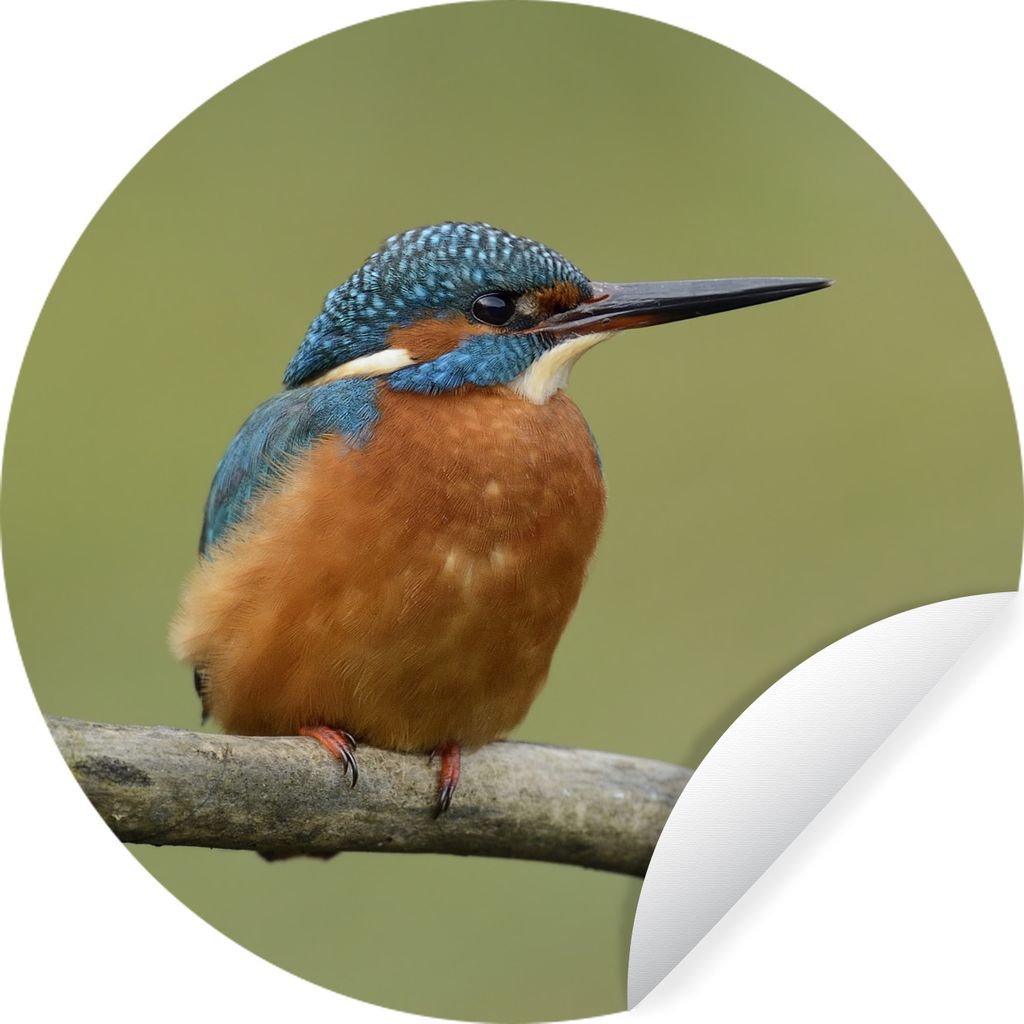 MuchoWow Runde Wandtattoo - Wandsticker Tapete Aufkleber Eisvogel - Orange - Zweige Ø 50 cm Selbstklebend und Repositionierbar - Wandaufkleber -...