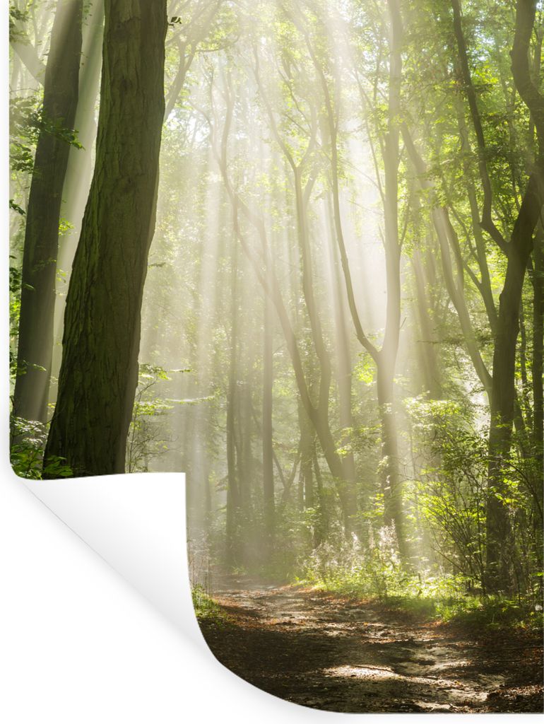 MuchoWow Wandtattoo Wandsticker Wandaufkleber Wald - Licht - Natur - Landschaft 60x80 cm Selbstklebend und Repositionierbar - Repositionierbar - ...