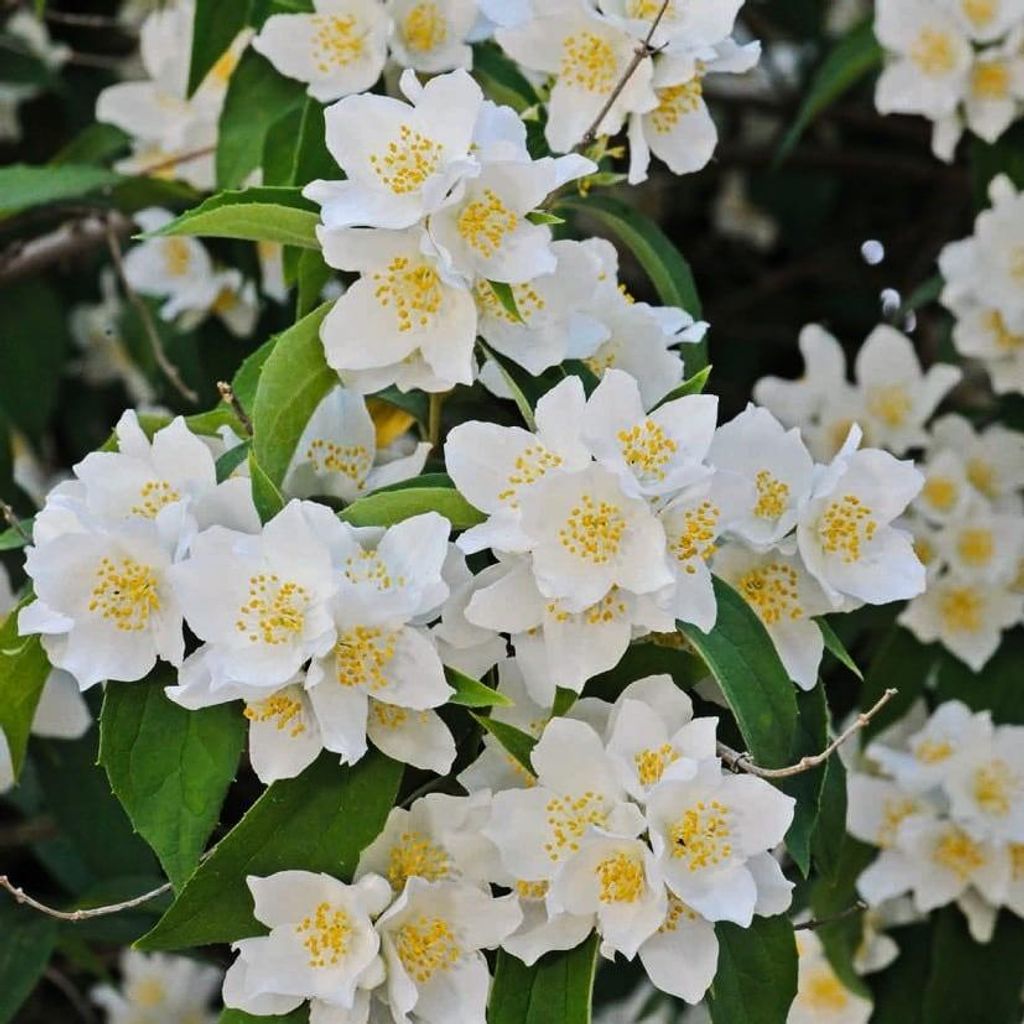 Filadelfo (Philadelphus) Rosace 1L Immagine del prodotto 