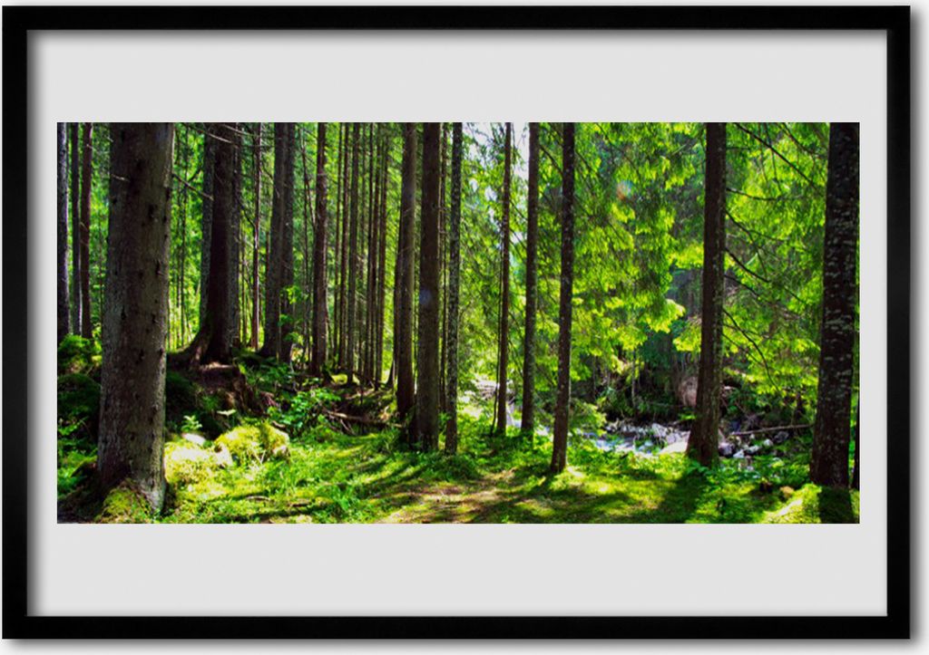 Bild 100x70 MDF-Rahmen Wandkunst Natur Pflanze Wald Bäume