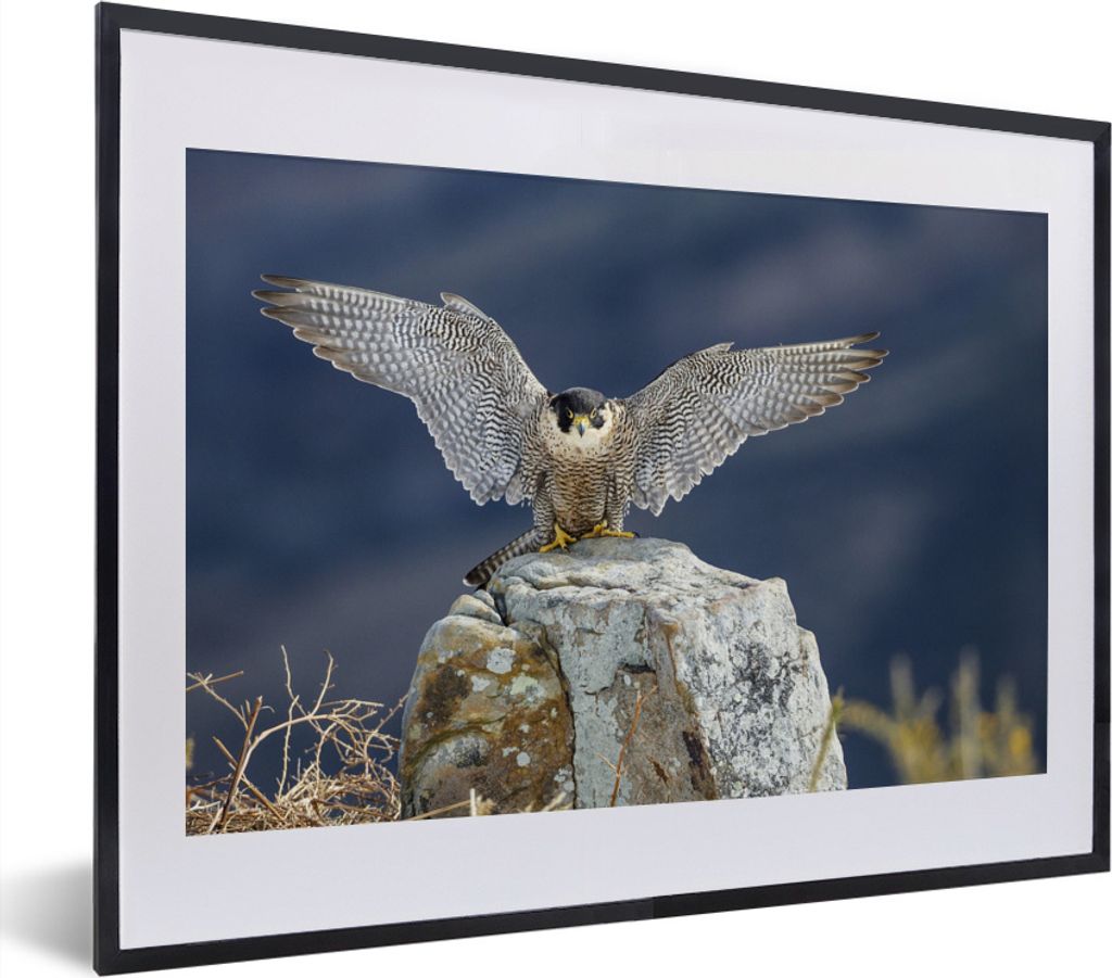 MuchoWow MuchoWow Gerahmtes Poster Selfter Falke - Flügel - Steine 40x30 cm - Poster mit zchwarzem Bilderrahmen - Bilderrahmen - Poster im Rahmen