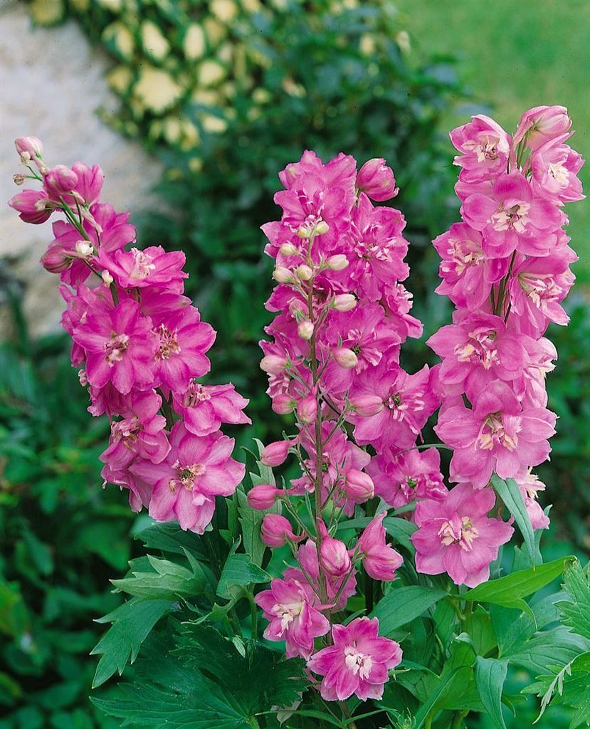 Delphinium Pacific 'Astolat', Rittersporn, rosa-lila, ca. Produktbild 