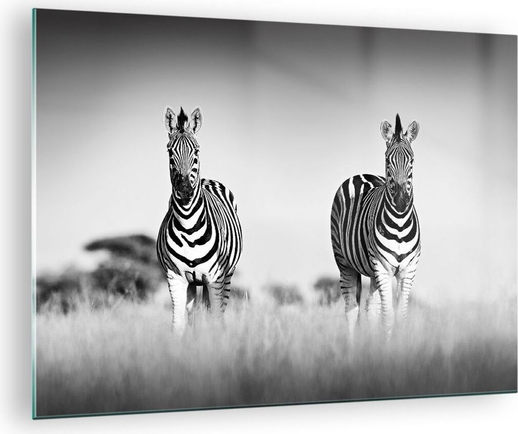 Bilder auf glas - Einteilig - Zebras Fotografie Schwarzweiß - 70x50cm - Glasbilder - Wandbilder - Bilder - Wanddekoration aus Glas - Glas Bilder -...