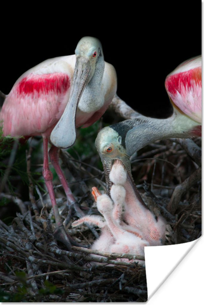 MuchoWow Poster Vögel - Nest - Küken 40x60 cm - Plakate für die Wand - Poster Babyzimmer