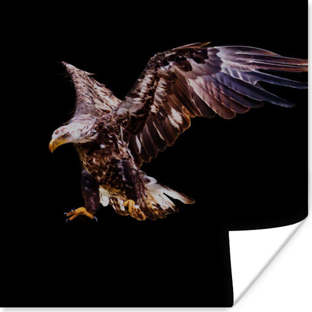 MuchoWow Poster Adler - Vogel - Federn 30x30 cm - Wandposter - Printing