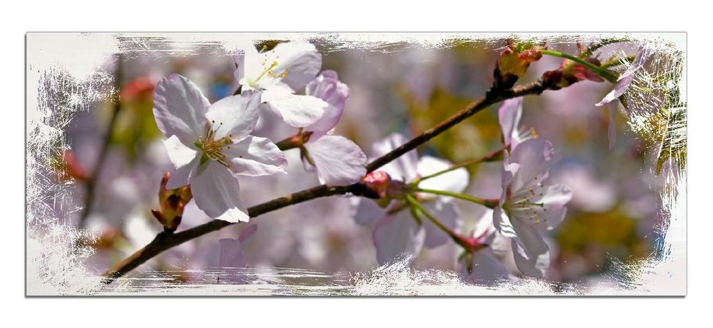 Wallario Kunstdrucke Wandbilder Holz in : Brillante Farben, Größe 50 x 125 cm Motiv Kirschblüten in zartem Rosa - Frühling im Garten
