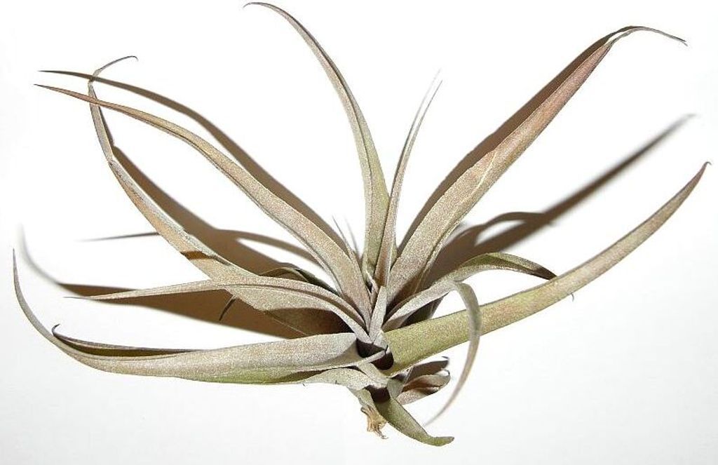 1 Tillandsia cacticola, Tillandsien für Terrarien, Aufsitzerpflanzen