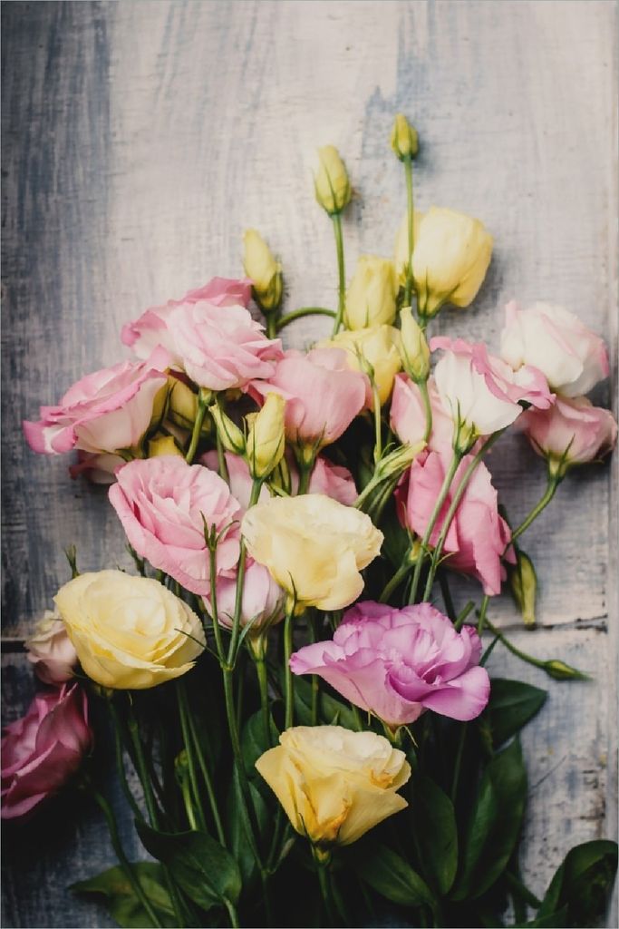 Wallario selbstklebendes Poster - Gelbe und rosane Rosen, Größe: 100 x 150 cm