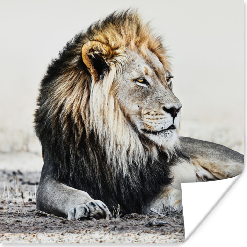 MuchoWow Poster Tiere - Porträt - Farbe 100x100 cm - Babyzimmer