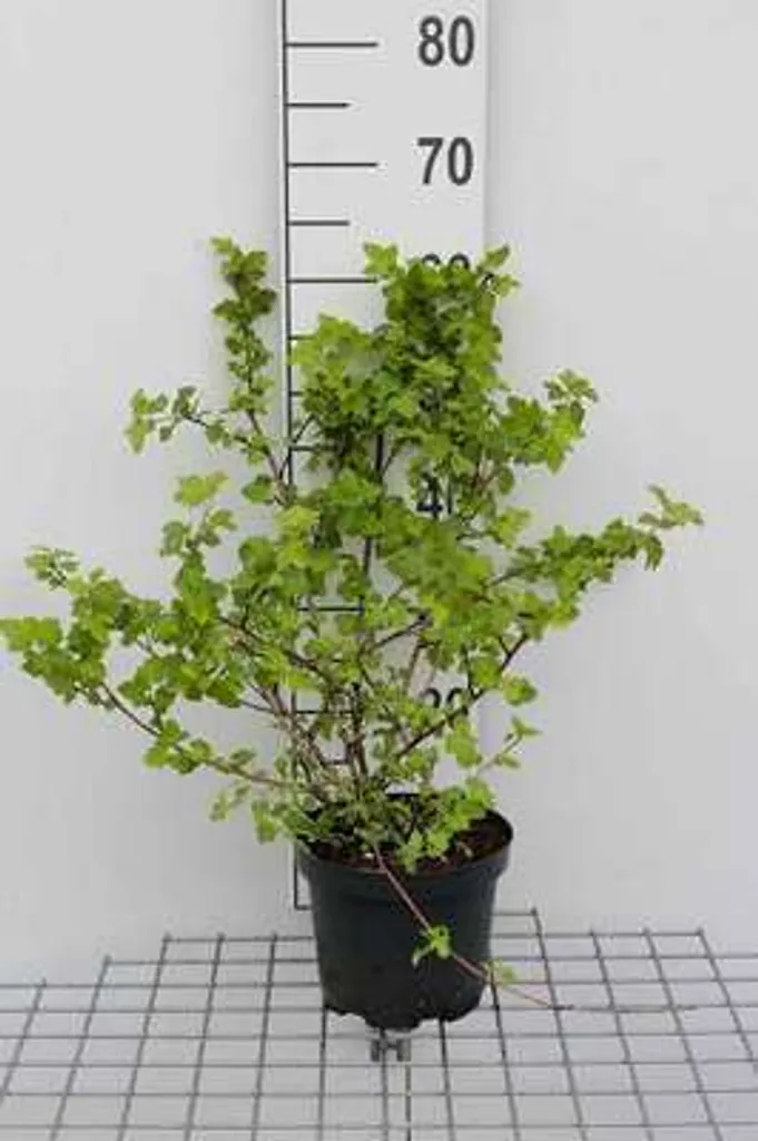 Physocarpus opulifolius, arbuste de haie vive en pot de culture
