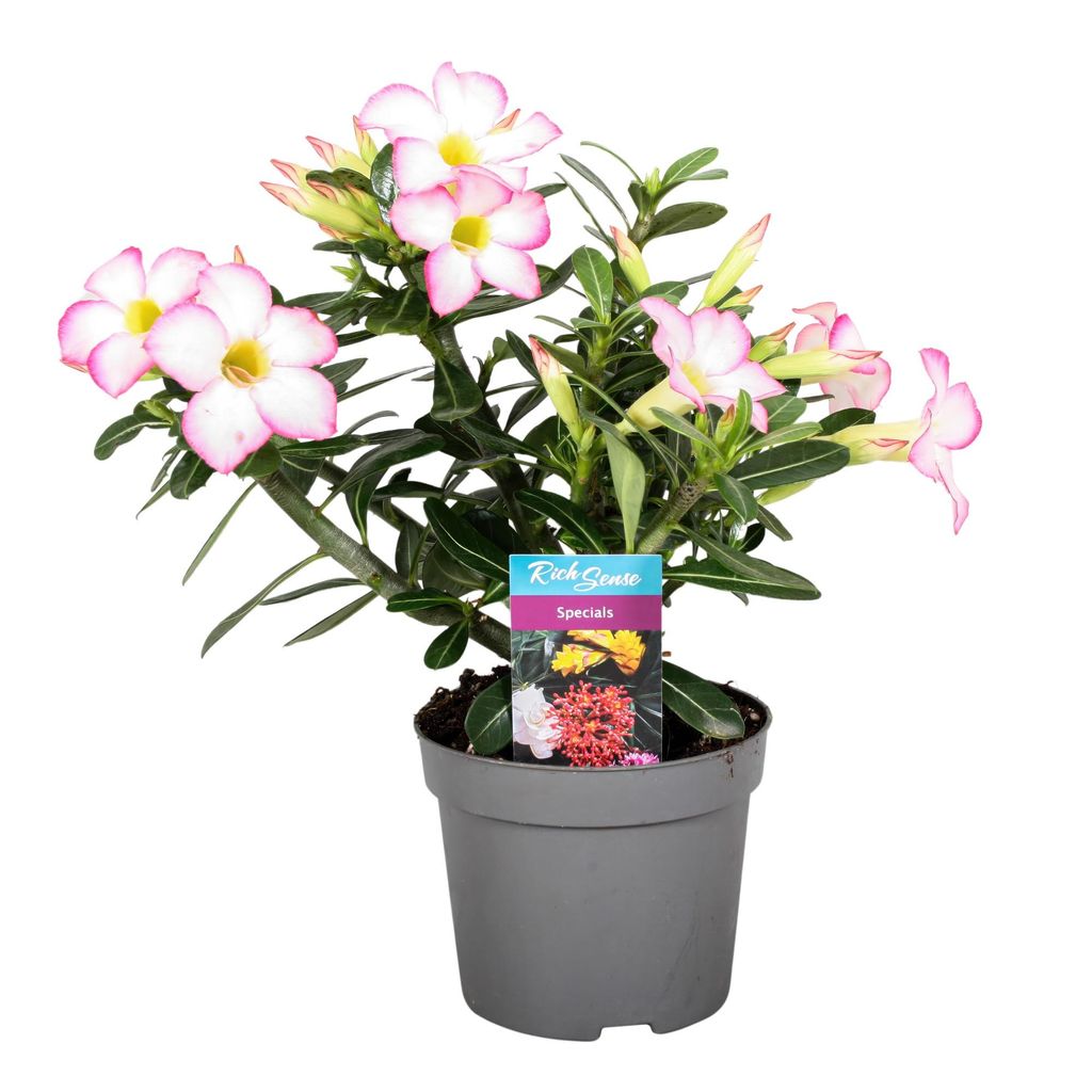 Adenium obesum Rosa- Wüstenrose - Topf 10,5cm - Höhe 25-40cm Zimmerpflanzen