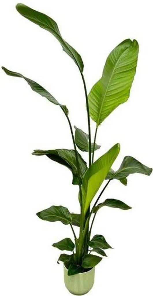 Strelitzia Nicolai 130cm plante XXL prête à poser intérieur moderne