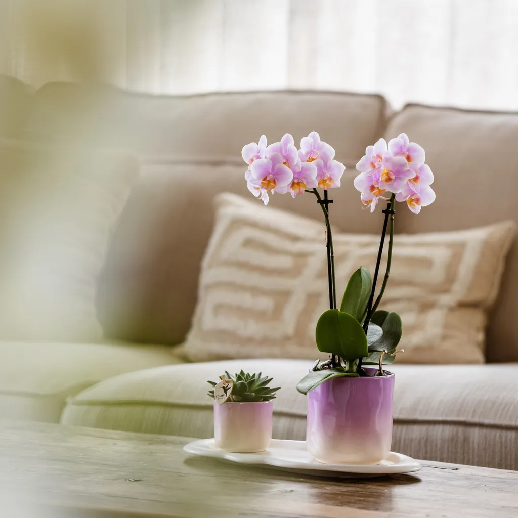 Composition Orchidée Rose et Succulentes avec Pots en Céramique Déco - 2
