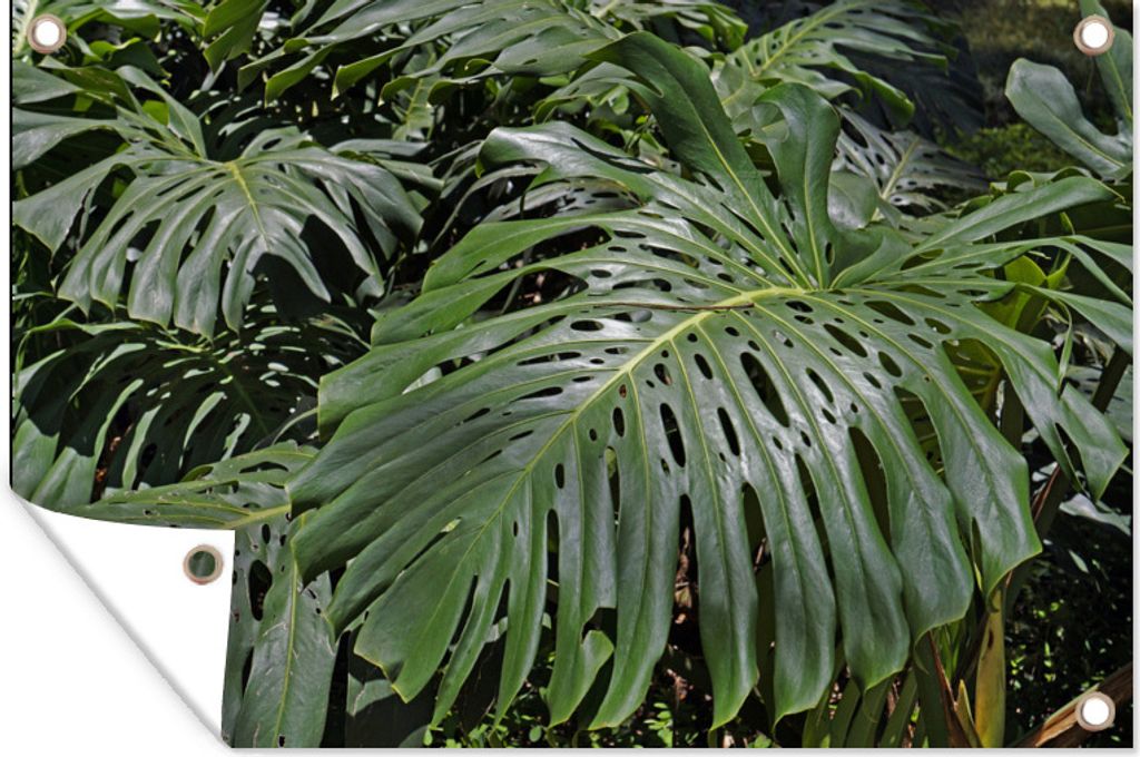 MuchoWow 60x40 cm Outdoor-Poster Gartendeko Sichtschutz Garten Poster für den Garten Grüne Monsterblätter