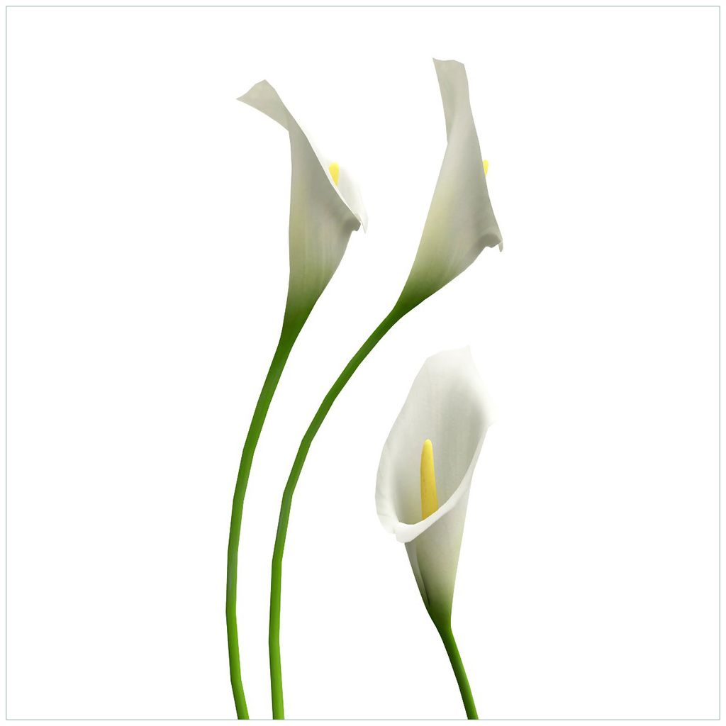 Wallario Magnet für Kühlschrank / Geschirrspüler, magnetisch haftende Folie - 60 x 60 cm, Motiv: Callas weiß gelb