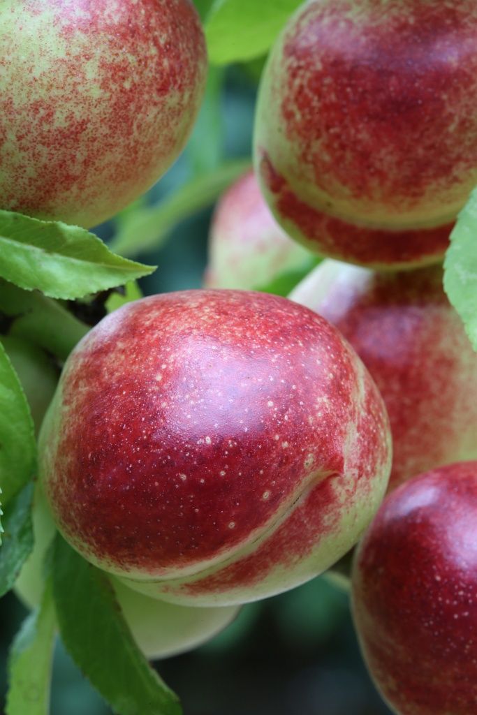 Nektarine Rhonegold Nektarinenbaum - Buschbaum Topfballen Produktbild 