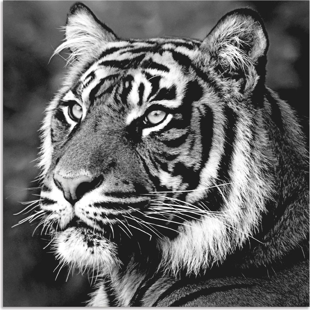 ARTland Wandbild Alu für Innen & Outdoor Tiger Größe: 50x50 cm