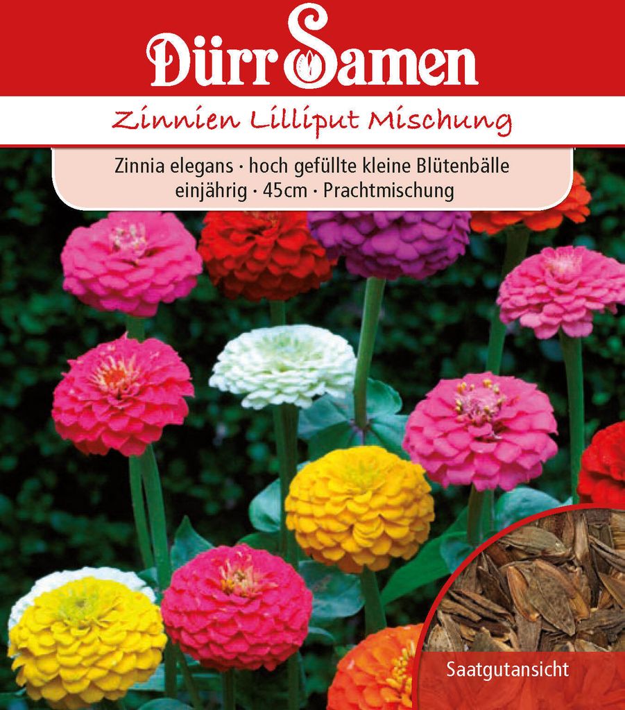 Zinnie Lilliput Mischung | Zinniensamen von Dürr Samen