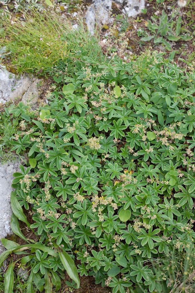 Alchemilla faeroensis var.pumila, Frauenmantel, ca. 9x9 cm Topf