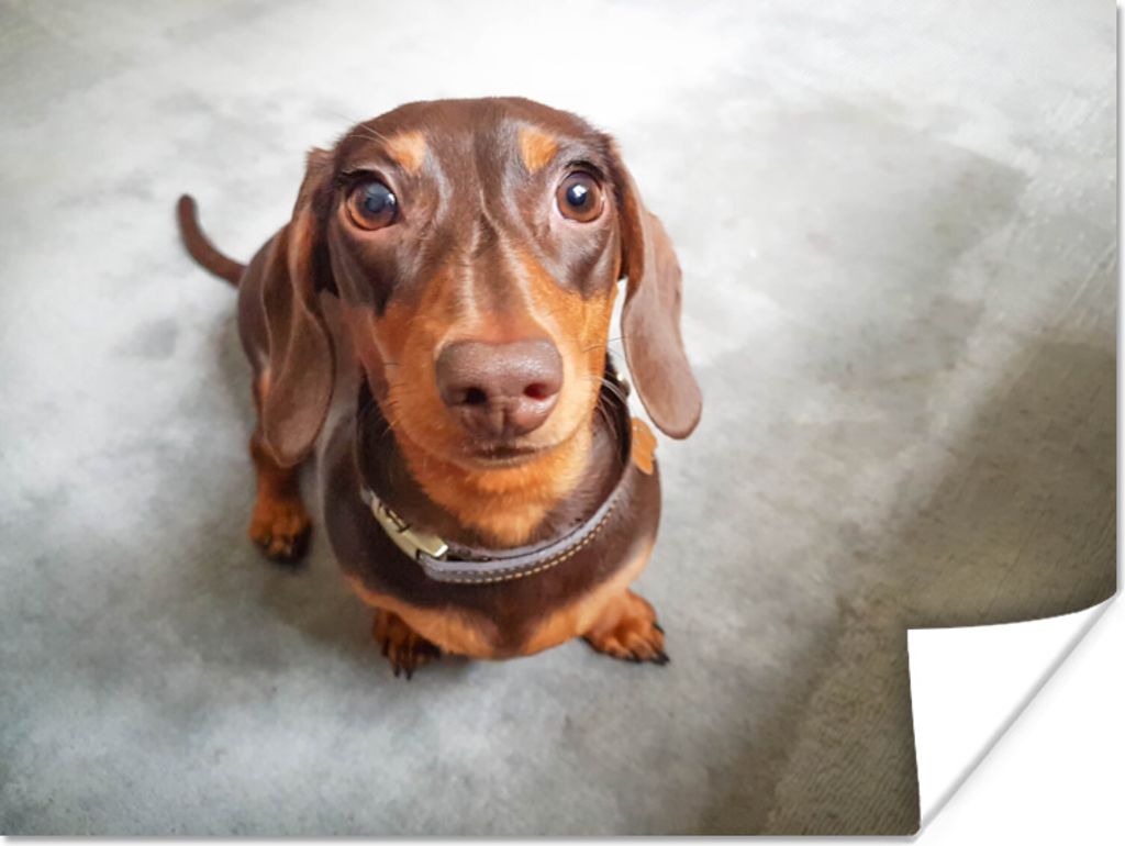 MuchoWow Poster Nahaufnahme des Kopfes eines Dackels 120x90 cm - Wandbild