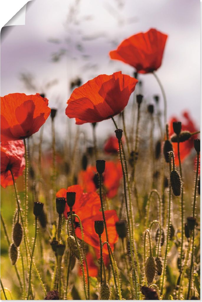 ARTland Poster Mohnblumen im Morgenlicht Größe: 40x60 cm