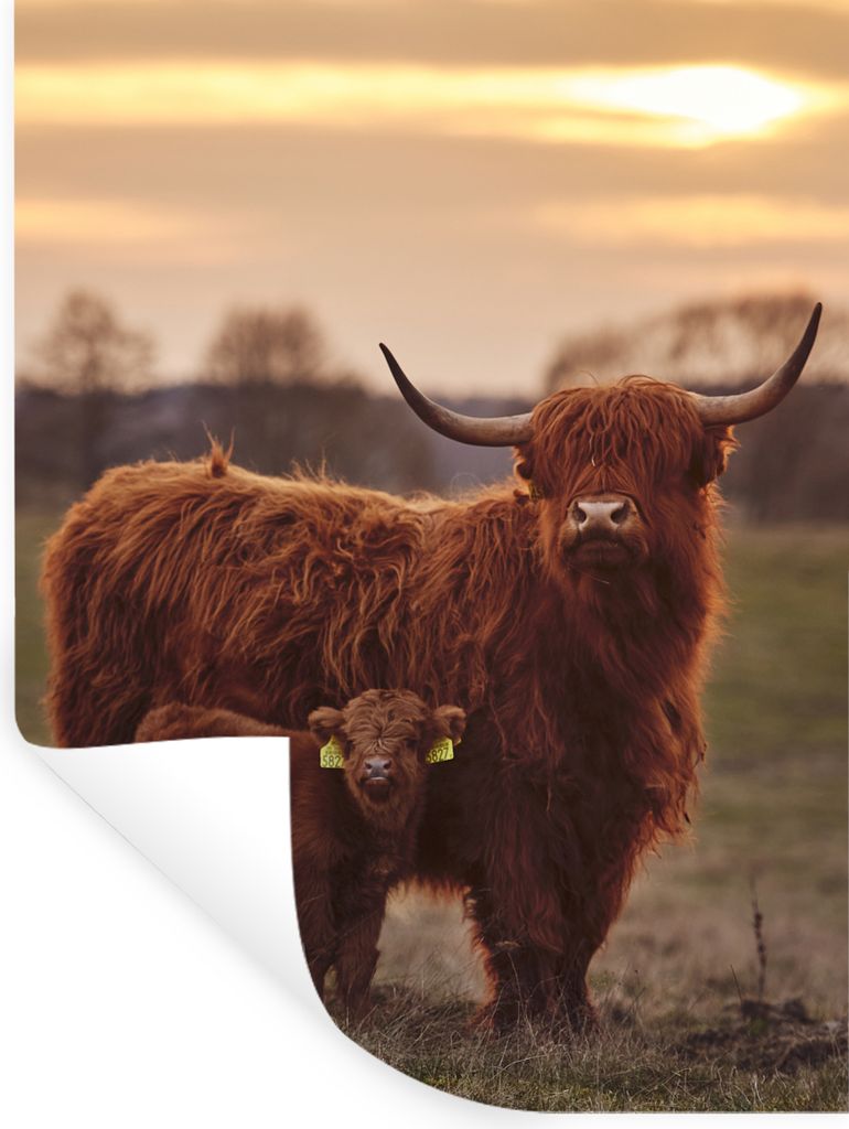 MuchoWow Wandtattoo Wandsticker Wandaufkleber Schottische Highlander - Tiere - Landschaft - Sonnenuntergang - Kuh 120x160 cm Selbstklebend und Re...