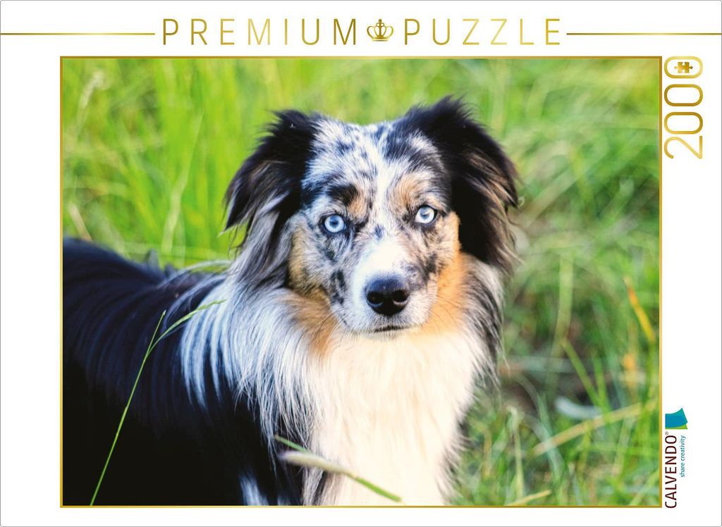 CALVENDO Puzzle Mini Australian Shepherd 2000 Teile Puzzle quer | 2000 Teile Lege-Größe 90x67cm Foto-Puzzle für glückliche Stunden
