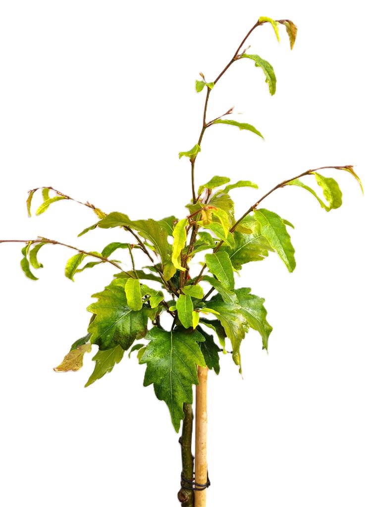 Fagus Sylvatica "Sandrode" 80 - 100 cm Hochstamm kleine Buche