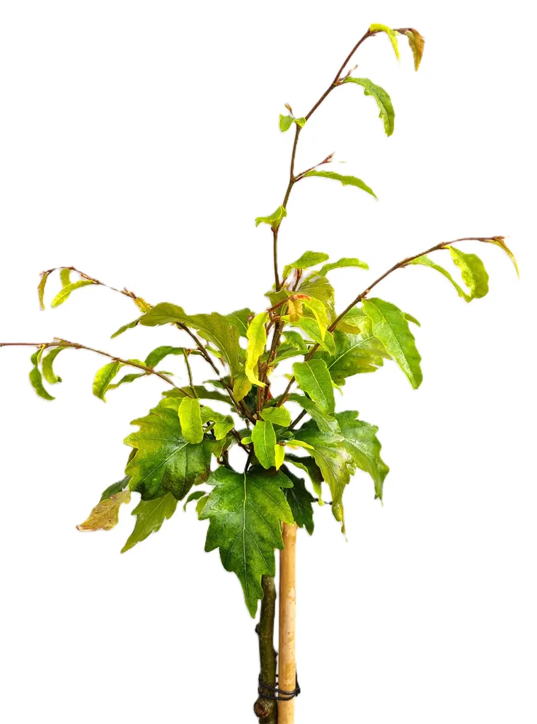 Fagus Sylvatica 125-150 cm - Hêtre Résistant pour Jardin Sec ou Difficile