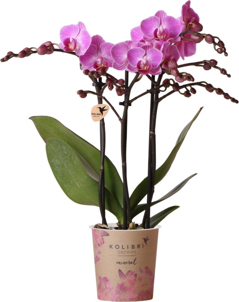 Kolibri Orchids | Roze paarse phalaenopsis orchidee - El Salvador - potmaat 9cm | bloeiende kamerplant - vers van de kweker