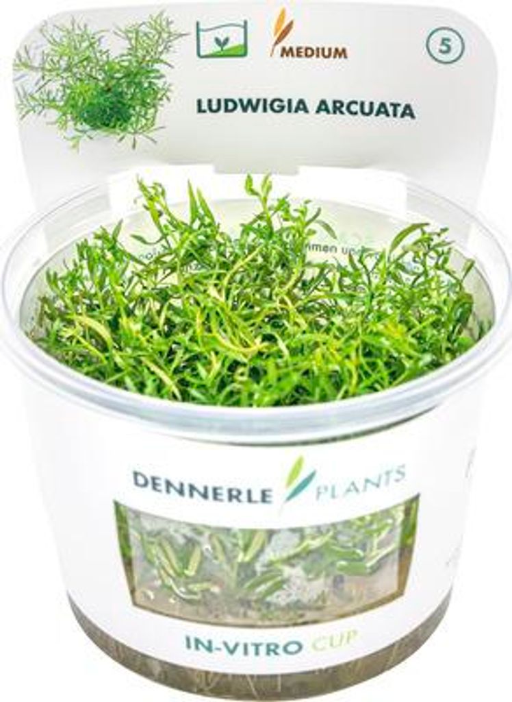 Ludwigie - Ludwigia arcuata In-Vitro