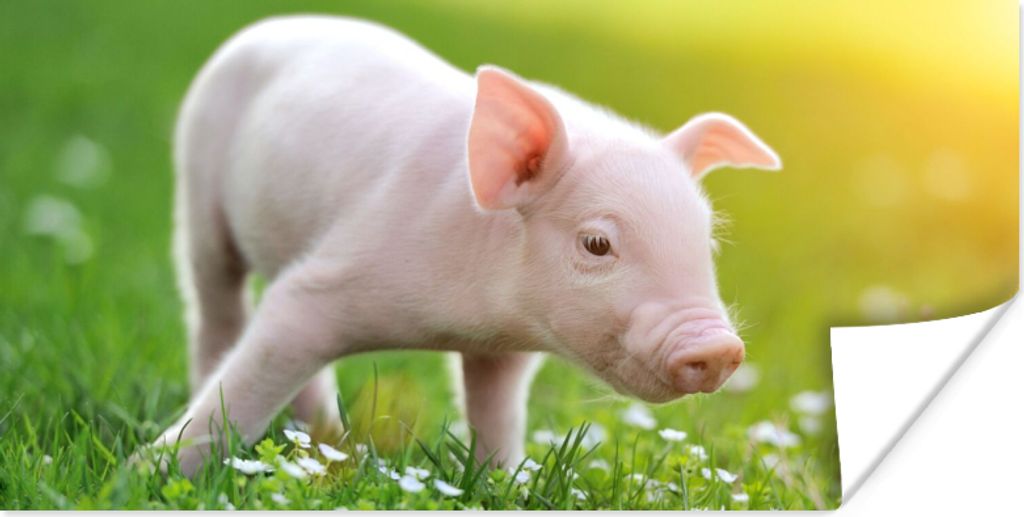MuchoWow Poster Tiere - Ferkel - Schwein 120x60 cm - Bild