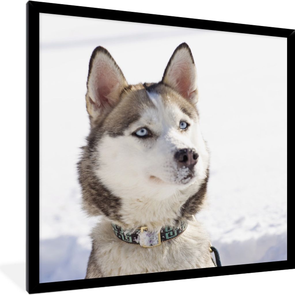 MuchoWow Gerahmtes Poster Sibirischer Schlittenhund im Schnee 40x40 cm - Poster mit Schwarzem Bilderrahmen Wandposter Rahmen Foto Bilder - Mit Ra...
