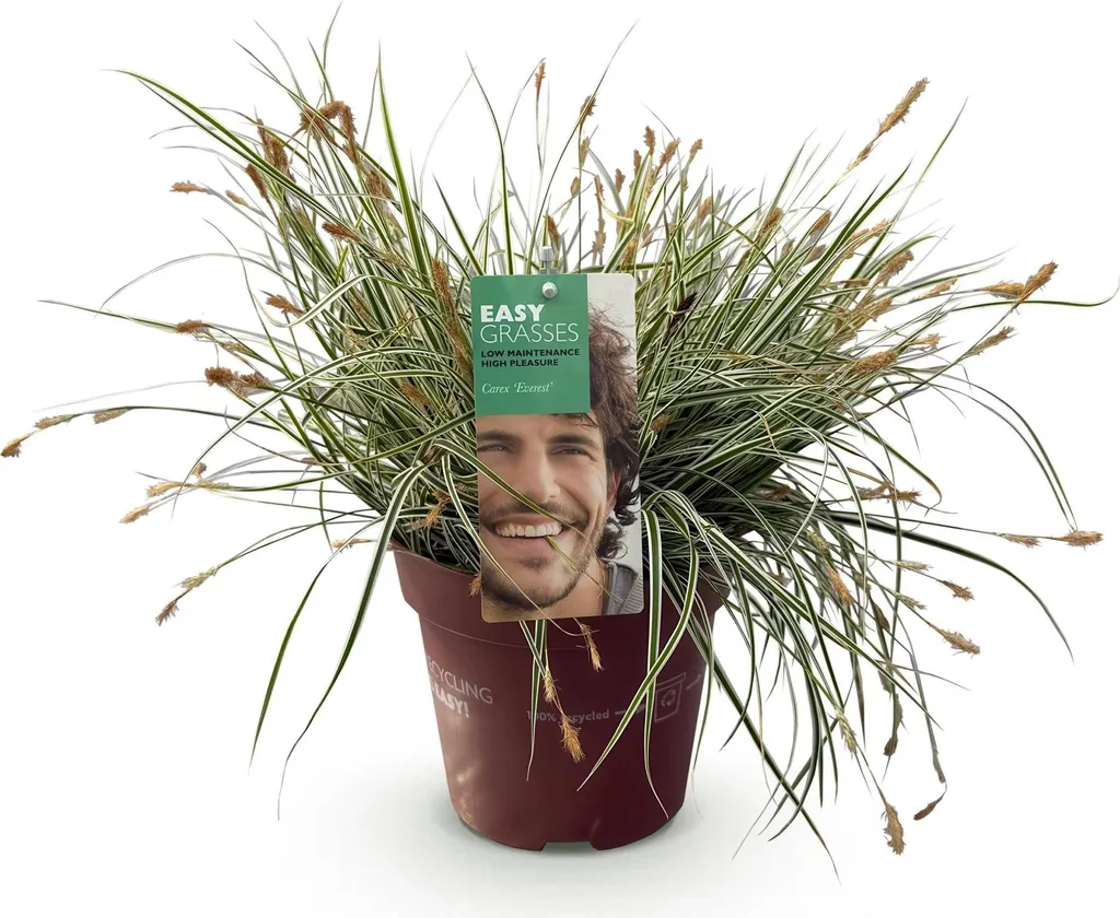 Graminée persistante Carex Everest - Plante décorative pour extérieur